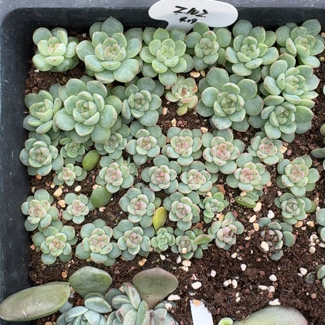 天***师如图麦芽糖102号叶插一份不售后