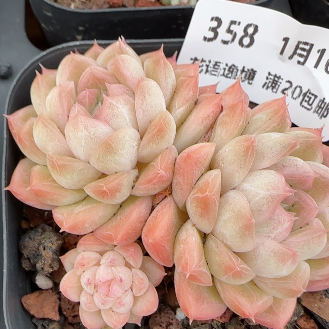 花语逸镜0116-357