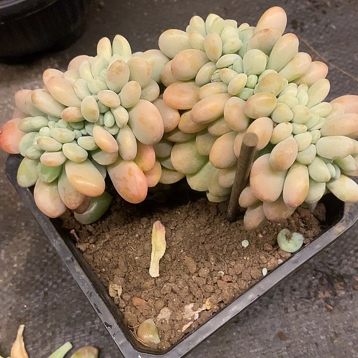 多肉植物肉肉植物