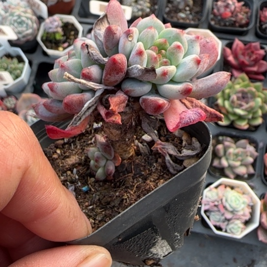 10蓝苹果多肉植物多