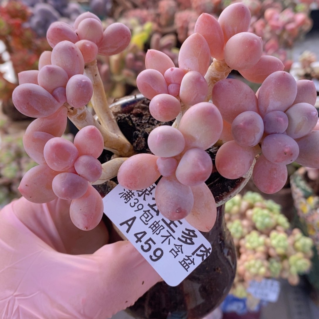 香水手指奶老桩8cm459多肉植物