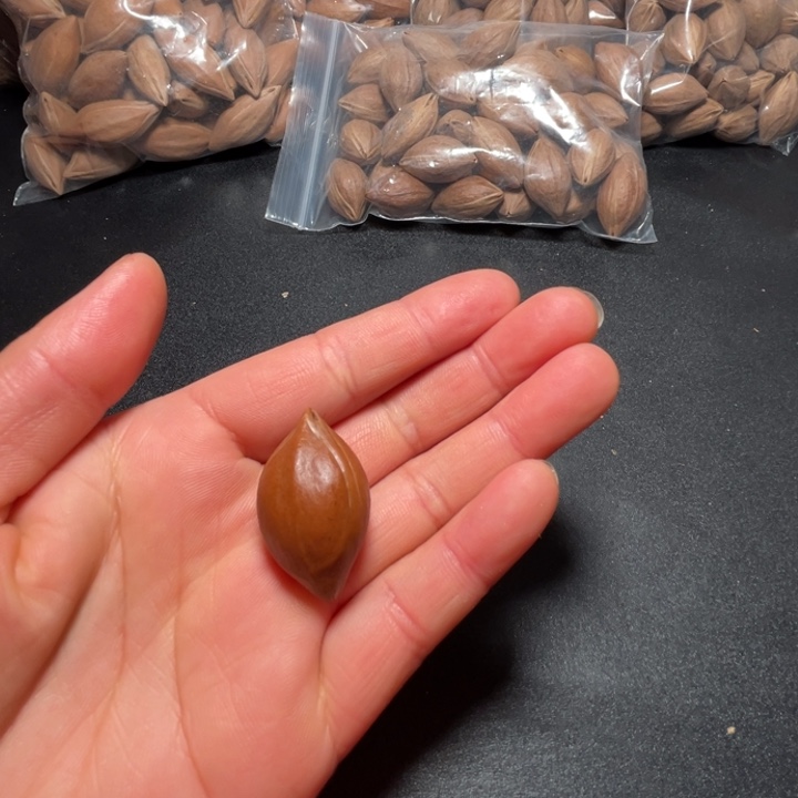 越***!猪牙手串/手链我是