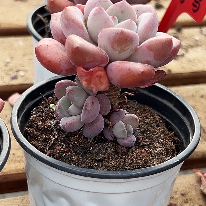 团  036     单头  白露