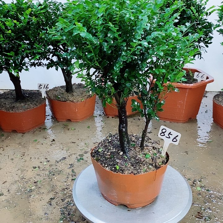 当前无花栽培后可以开花