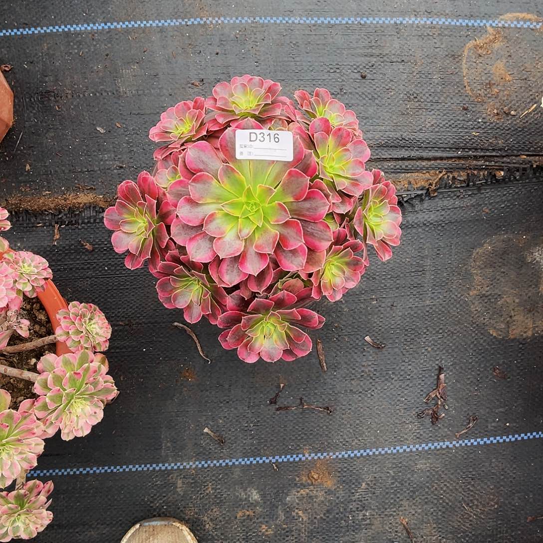 傲***梅多肉植物316美杜莎