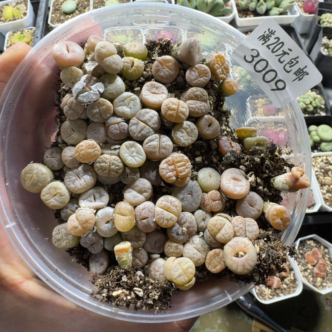 3009。C189荒一盒