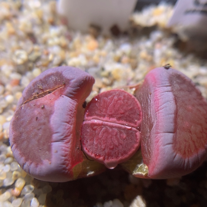  精品生石花222.329绝美