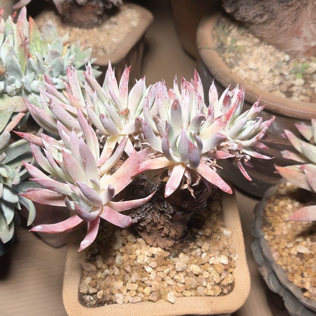 6749奴婢仙女杯多肉