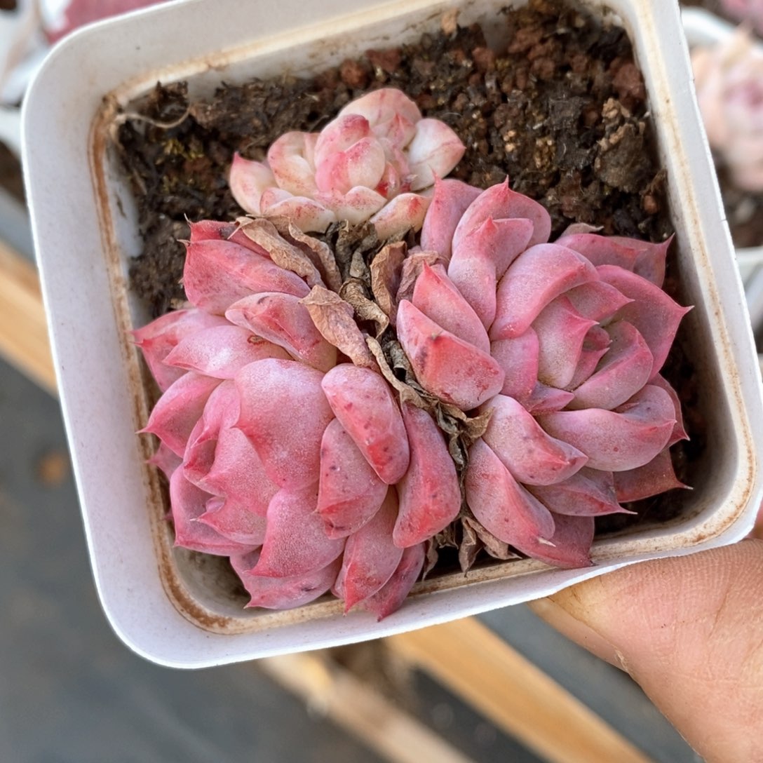 精品多肉一物一拍不包整64
