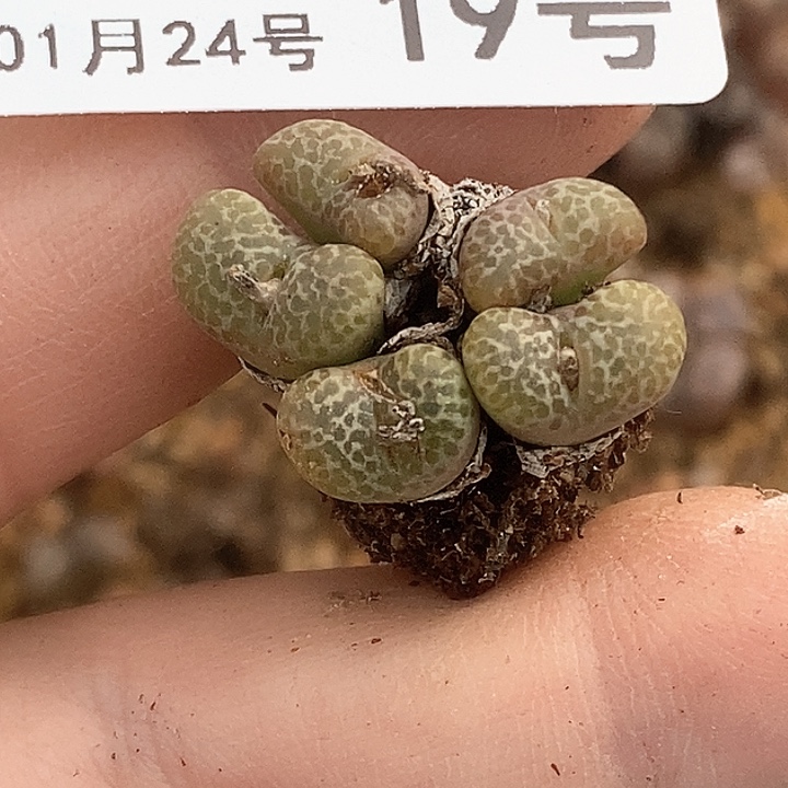 桃喜花园0124-19勋章