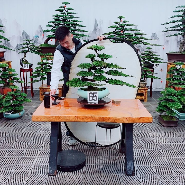 无花朵松柏盆景，一物一拍