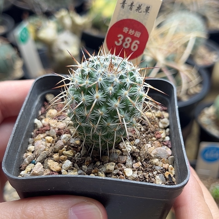 实生特选长刺白王丸一棵