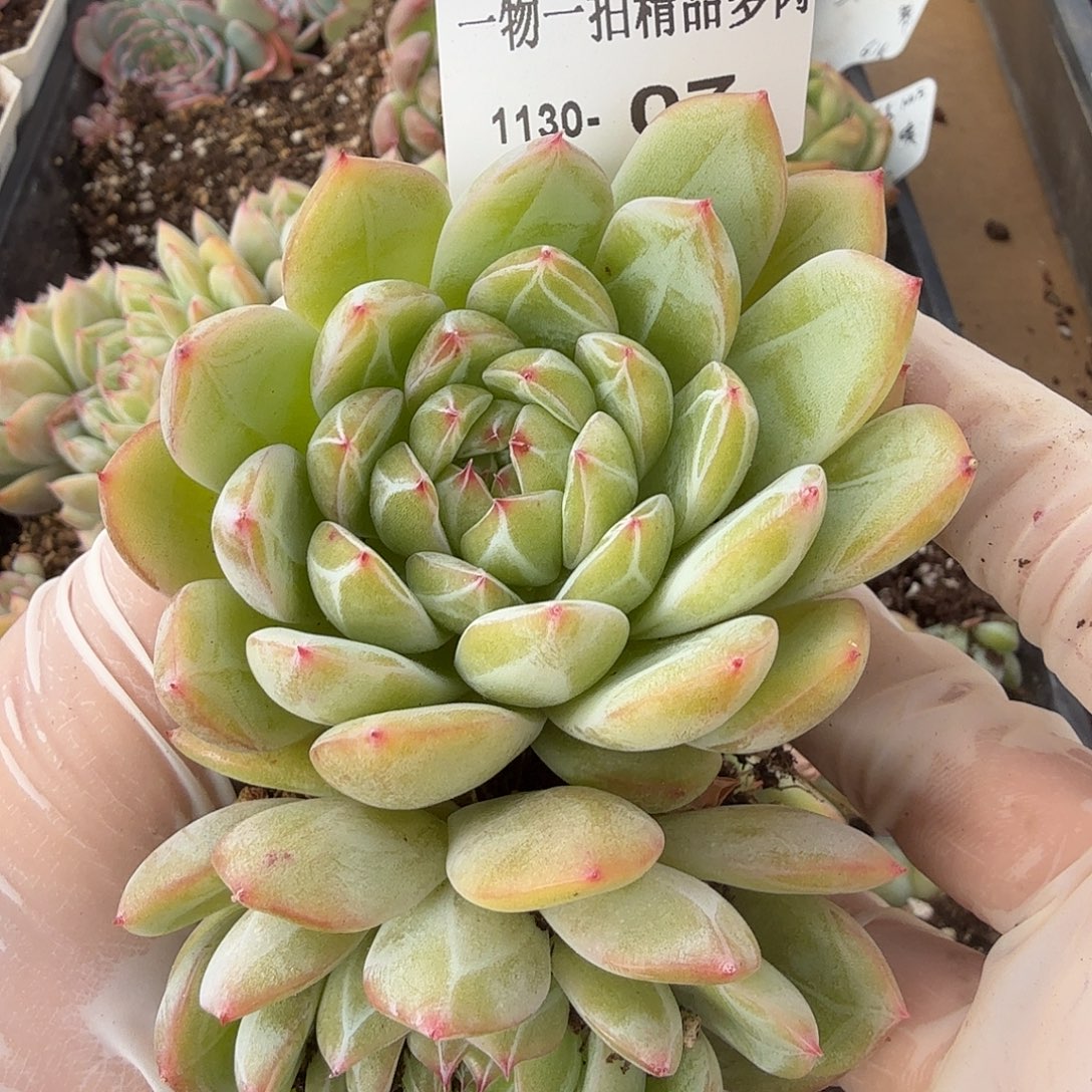 1130-07雪花珍妮2颗一物一拍