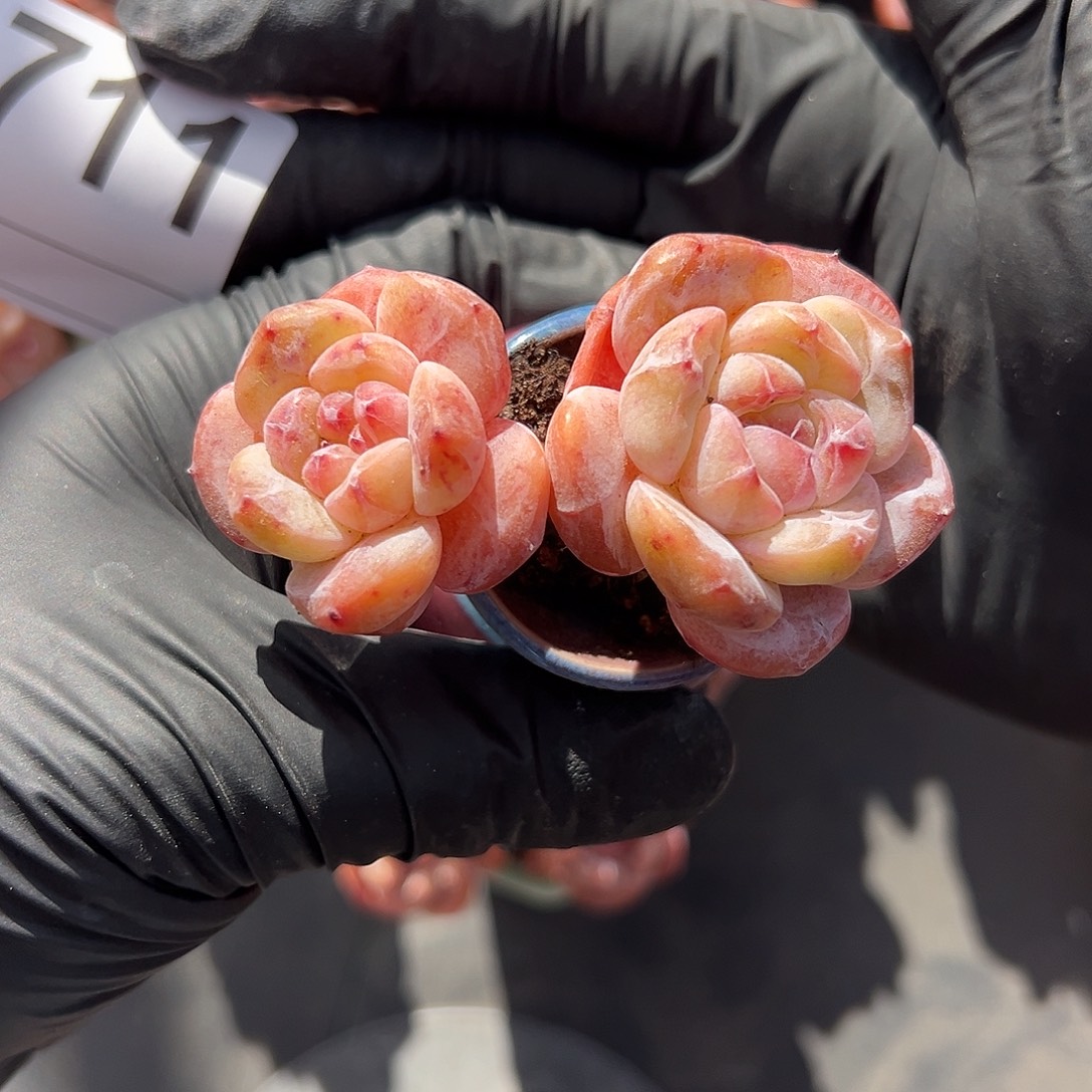 2711，双头飘枝星影带盆发的