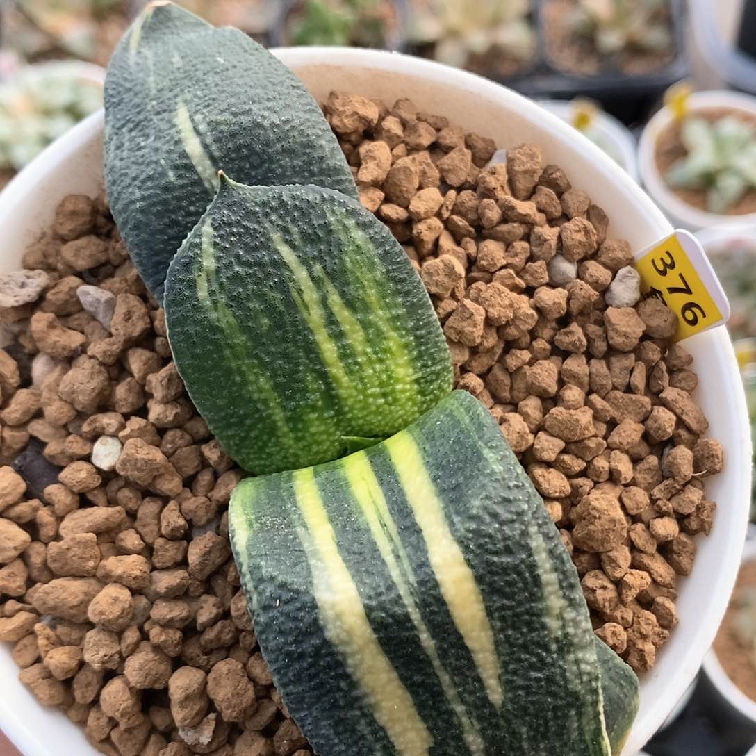 红陶376号实生卧牛锦一物一拍