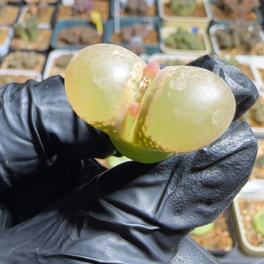 多肉植物原株大单头2.6 26号