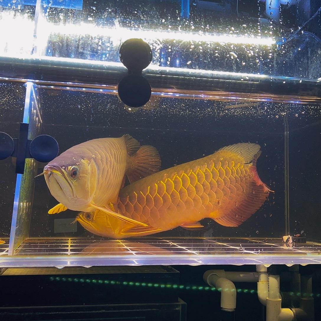 诚***下海水鱼金龙观赏鱼热带鱼