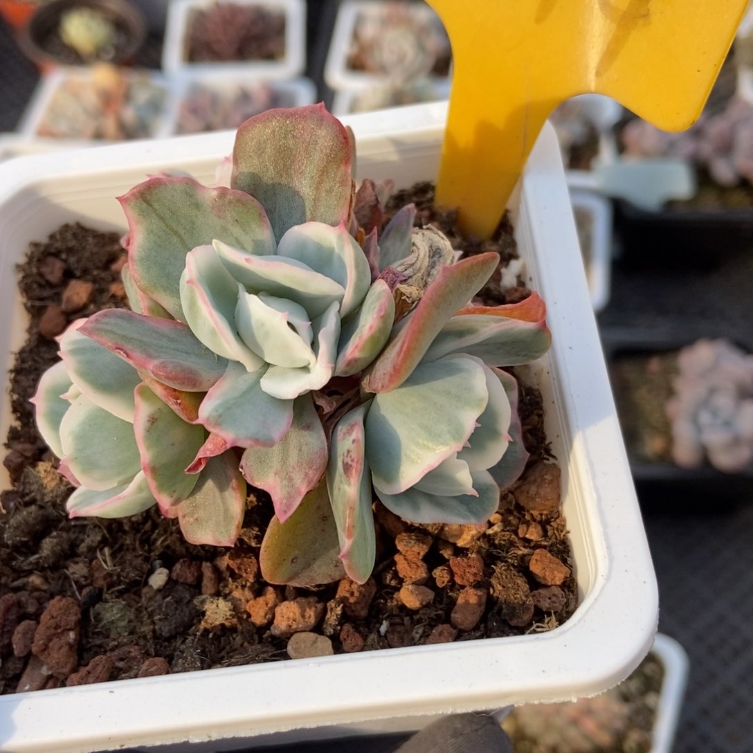 1314伯克利锦多肉植物