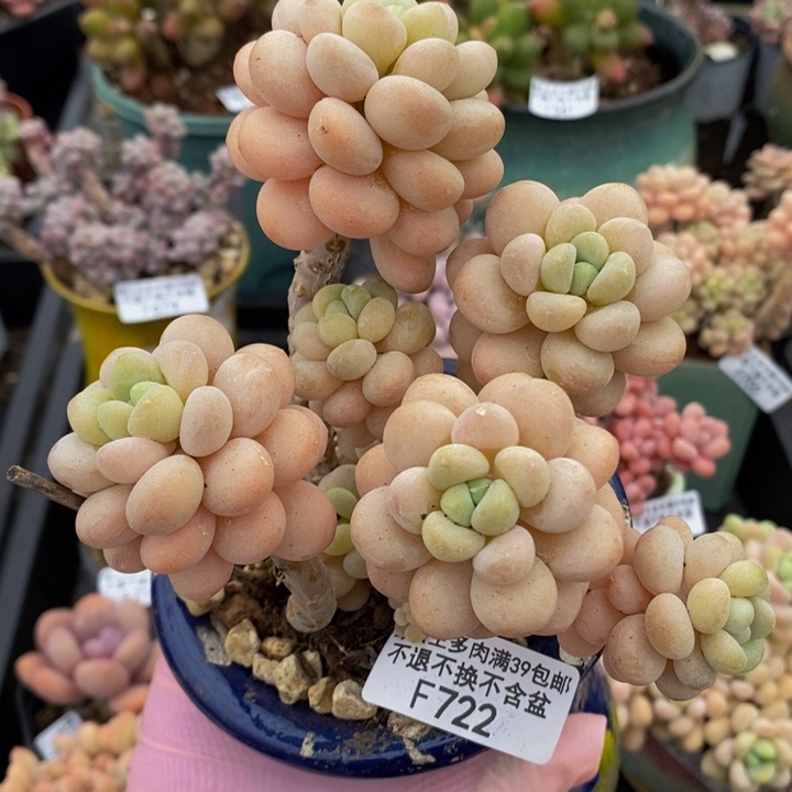 洛可可老桩11cm722多肉植物