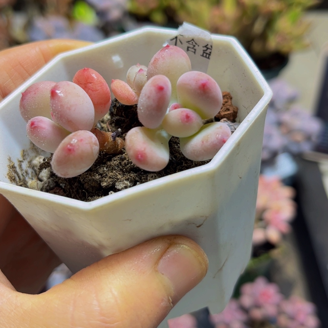 456二代苹果奶5.5厘米多肉