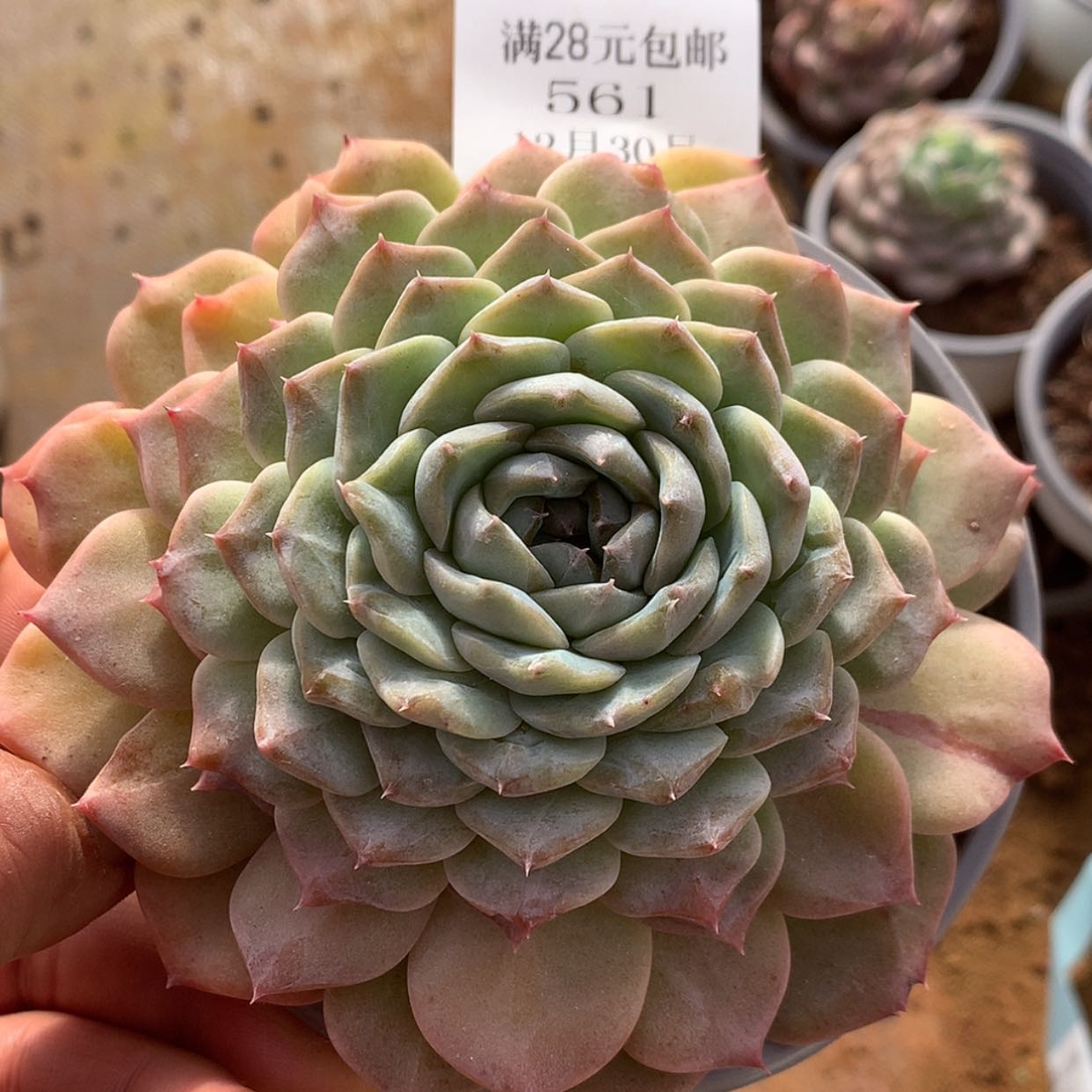 【闪购商品】云561号老佛爷