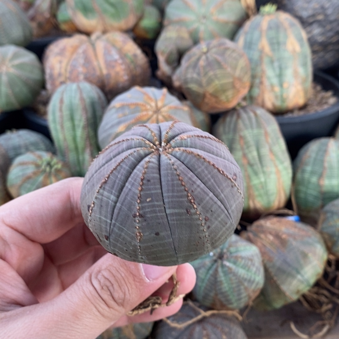 10 欧系实生布纹球多肉植物