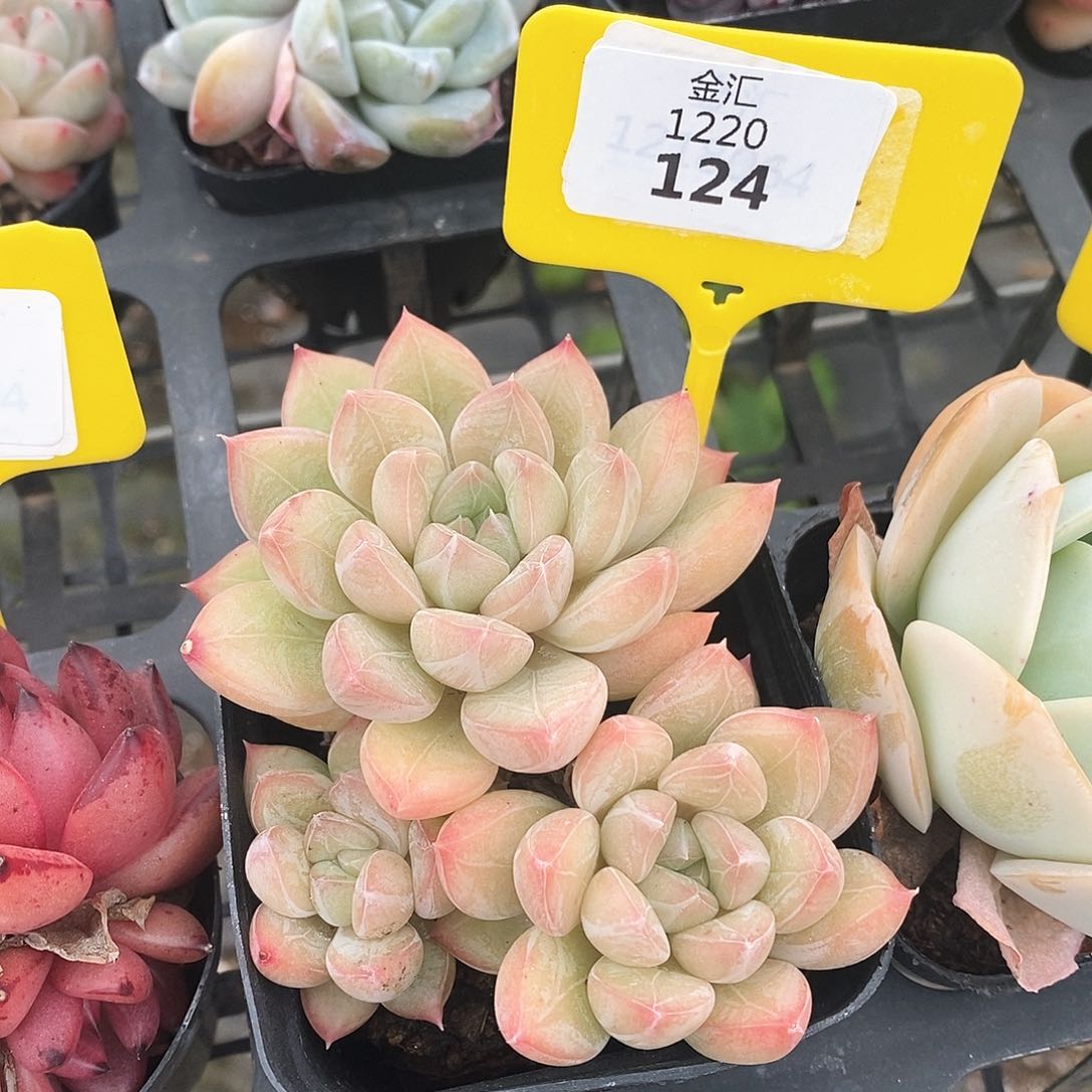 福利多多。1220124