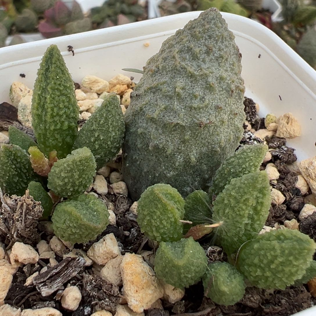 绿色系大叶型实生新品多肉植物水泡