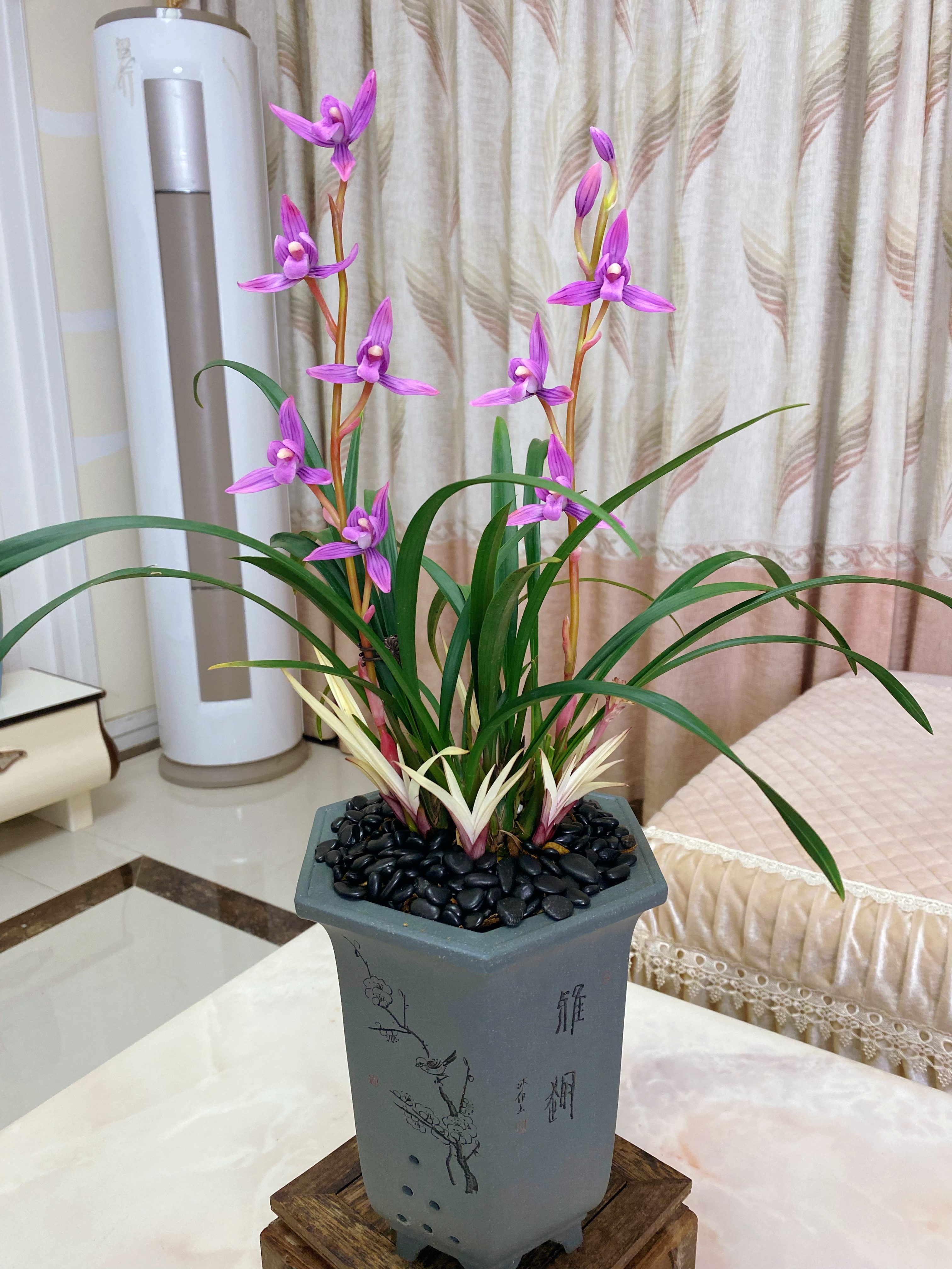 （舍德兰业）【白芽紫素】春剑稀有艺草 名贵奇兰 开花非常稀有超级香