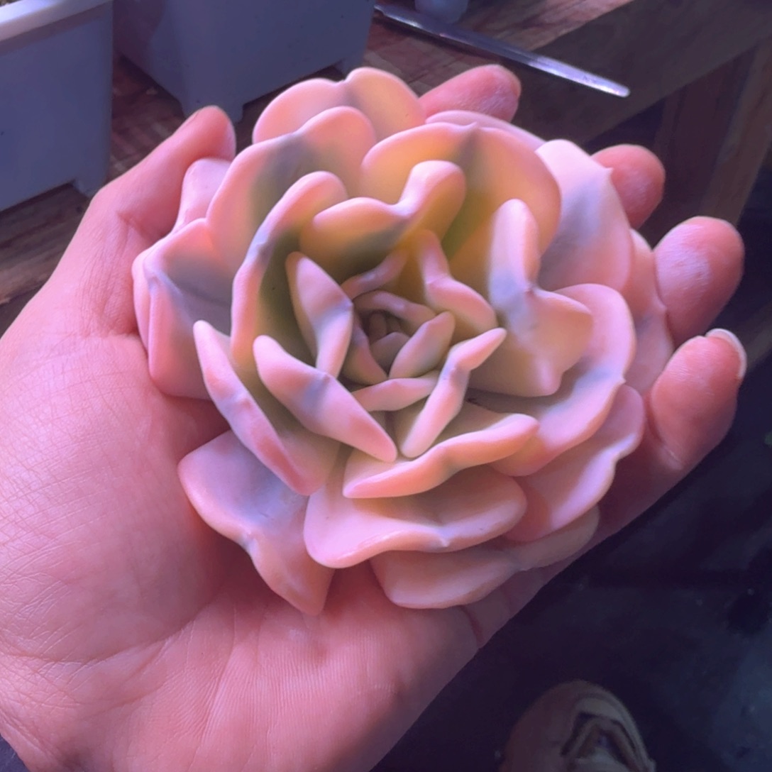 会****无花朵会飞的鱼 多肉植物