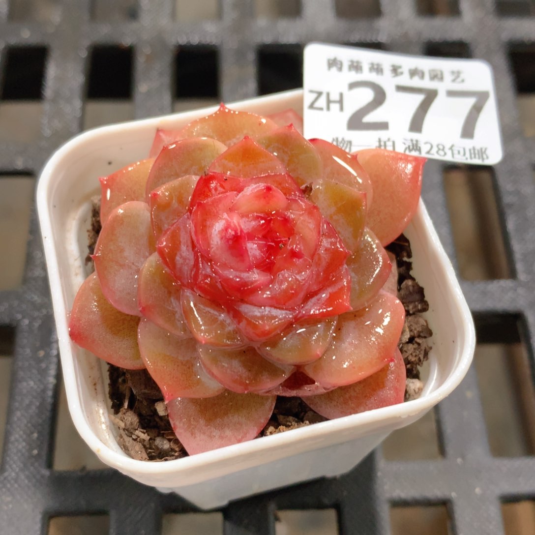 肉萌萌拇指盆精控多肉ZH277