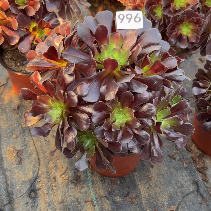 花纳多肉植物不包损996