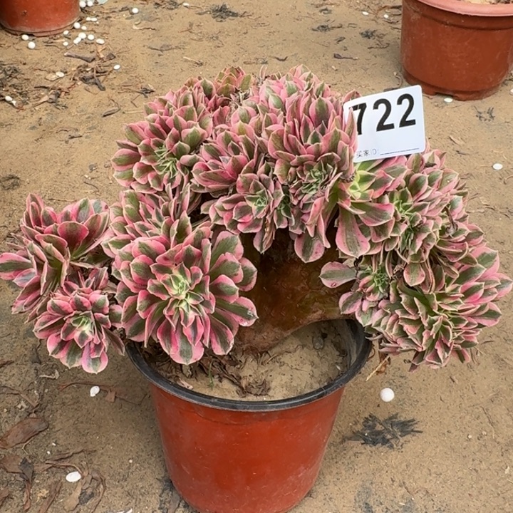 糖果女巫朵朵缀化722