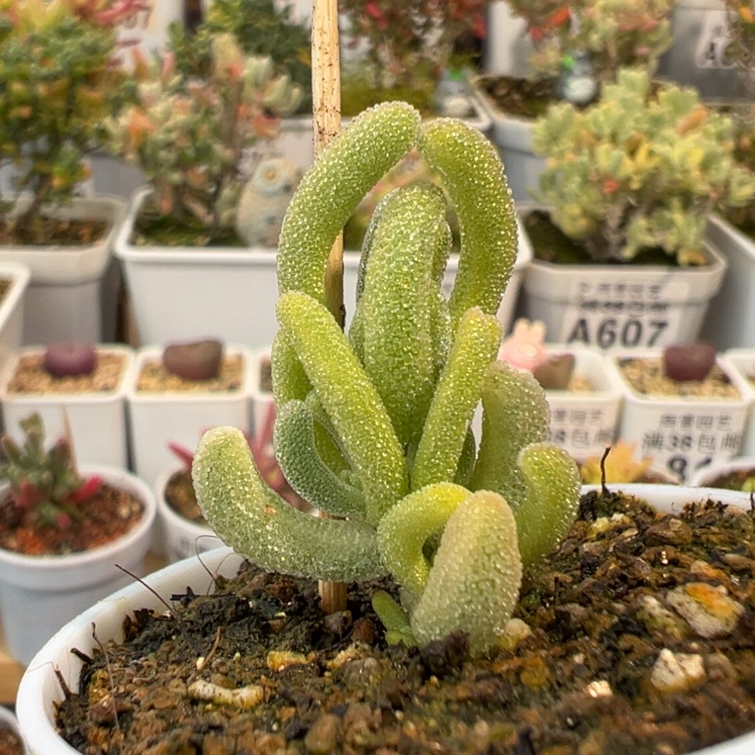 2-995枝干番杏多肉白闪光五圆盆