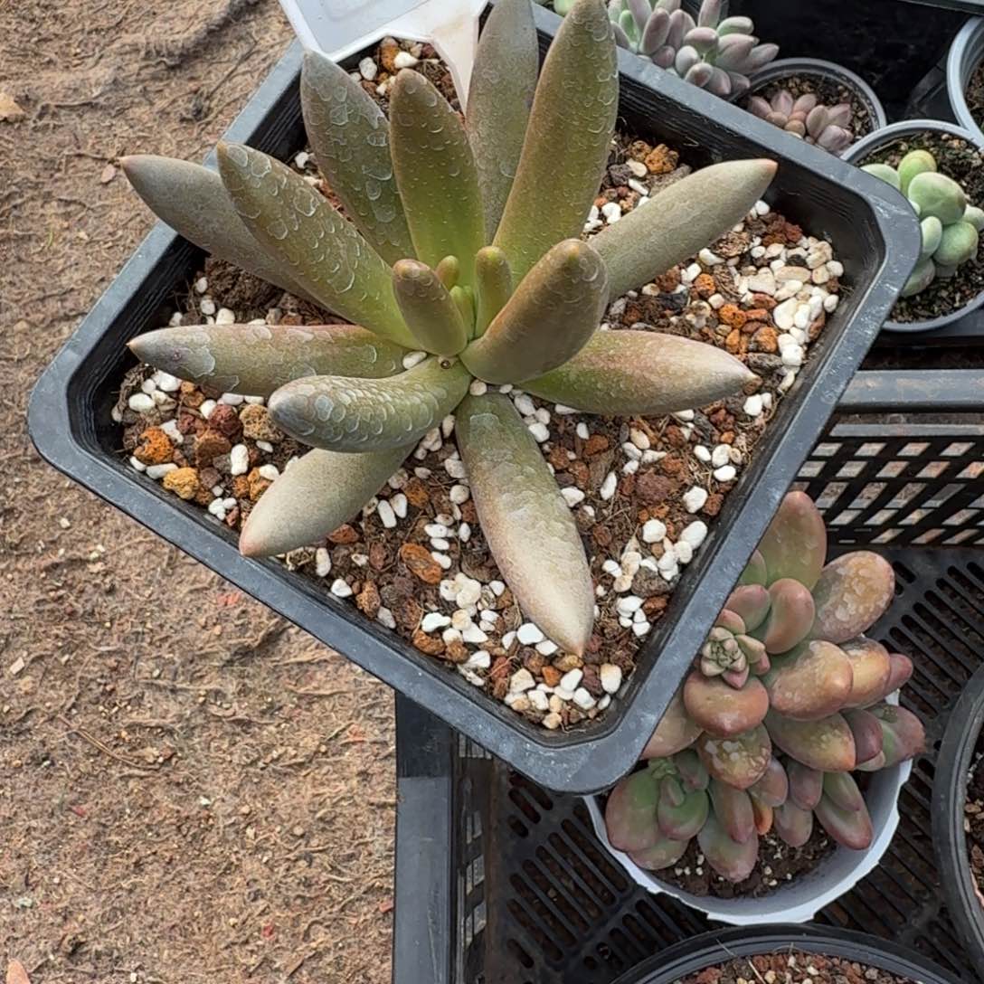 多肉植物薯条菲656