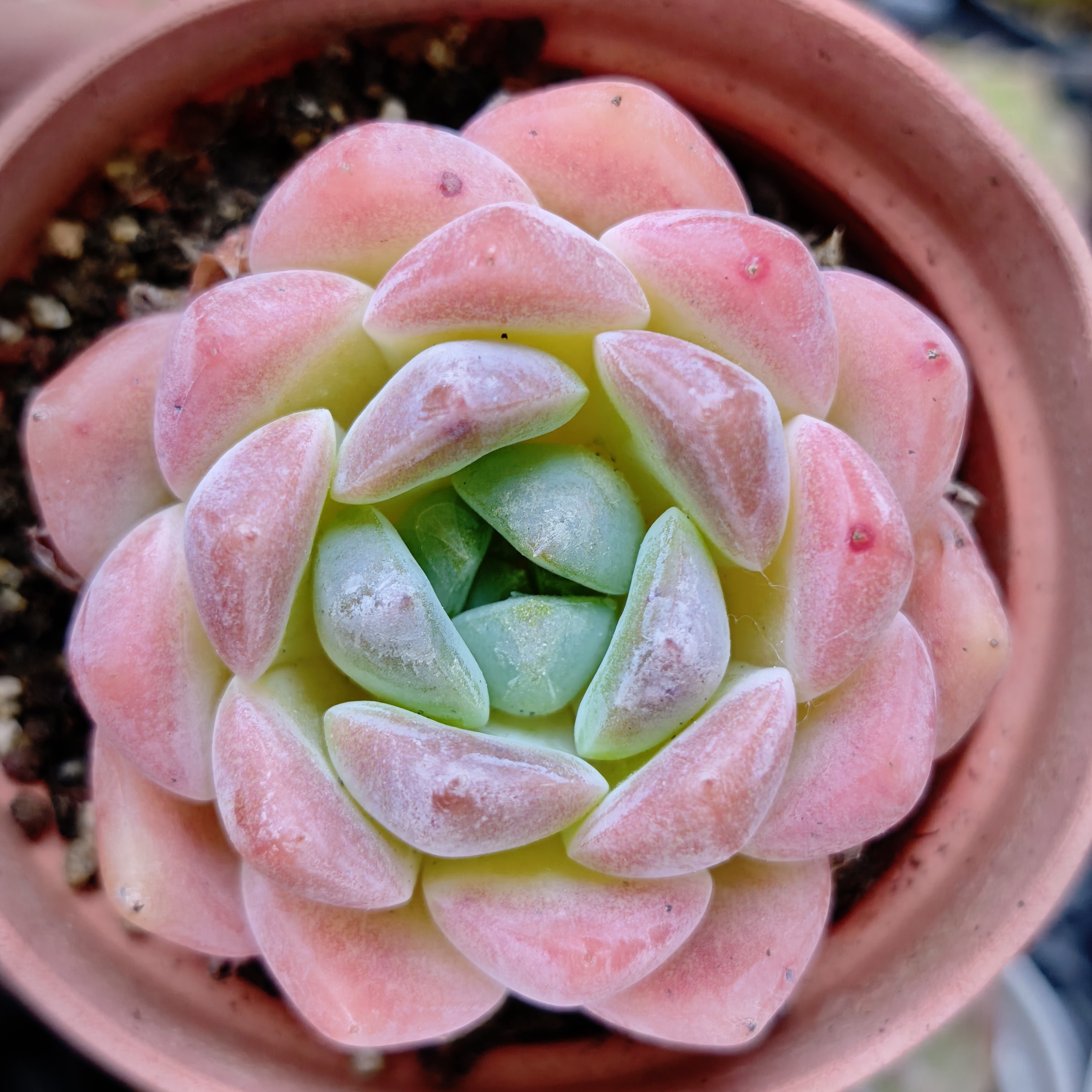 105多种品种多肉植物组合盆栽室内阳台好养小绿植