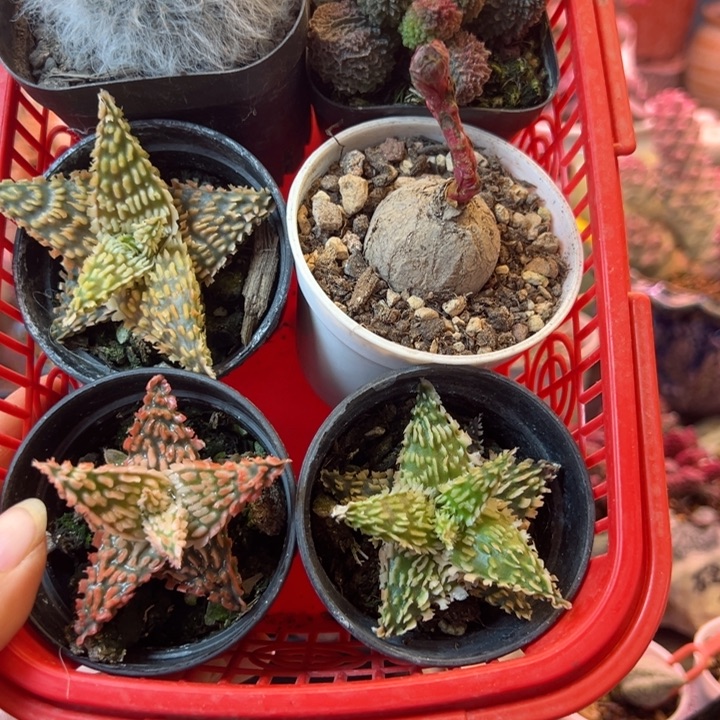 黑***妮我们都在努力着改变自己和