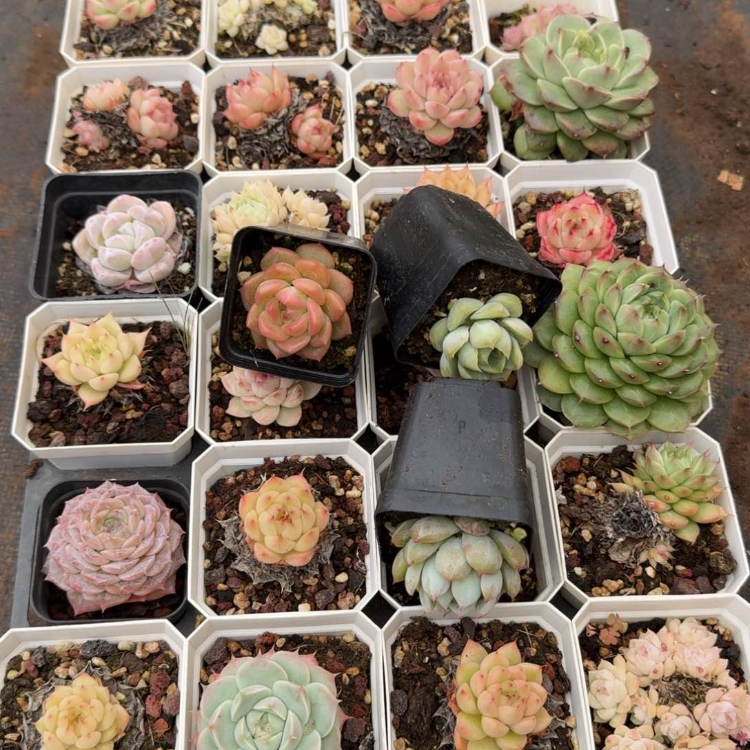 多肉杂交一物一拍17-22不带盆