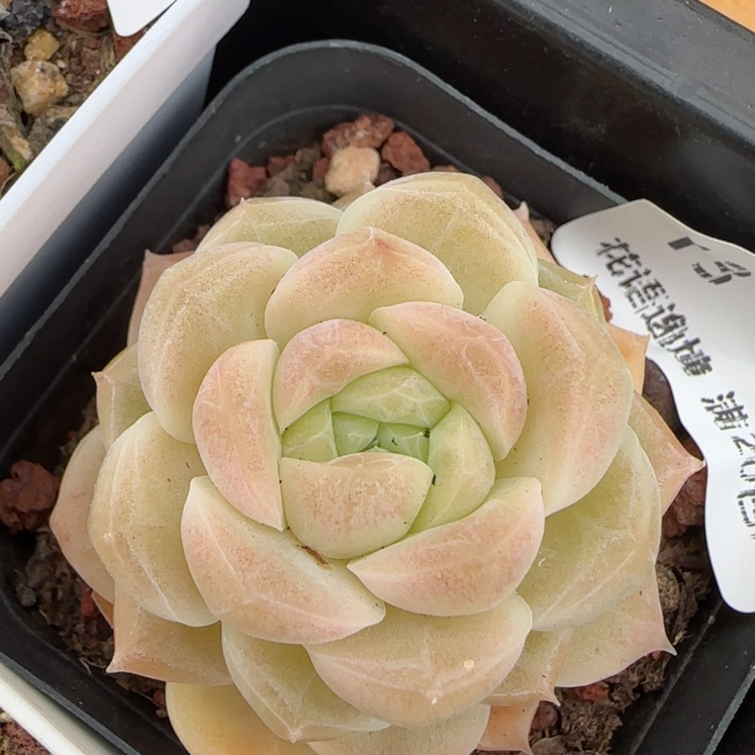 花语逸镜0128-13