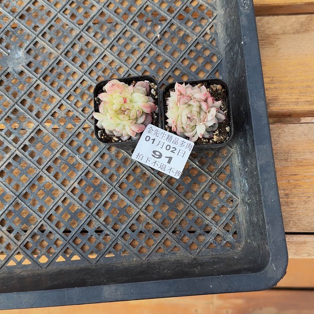 麻***）0102-81两个组合a