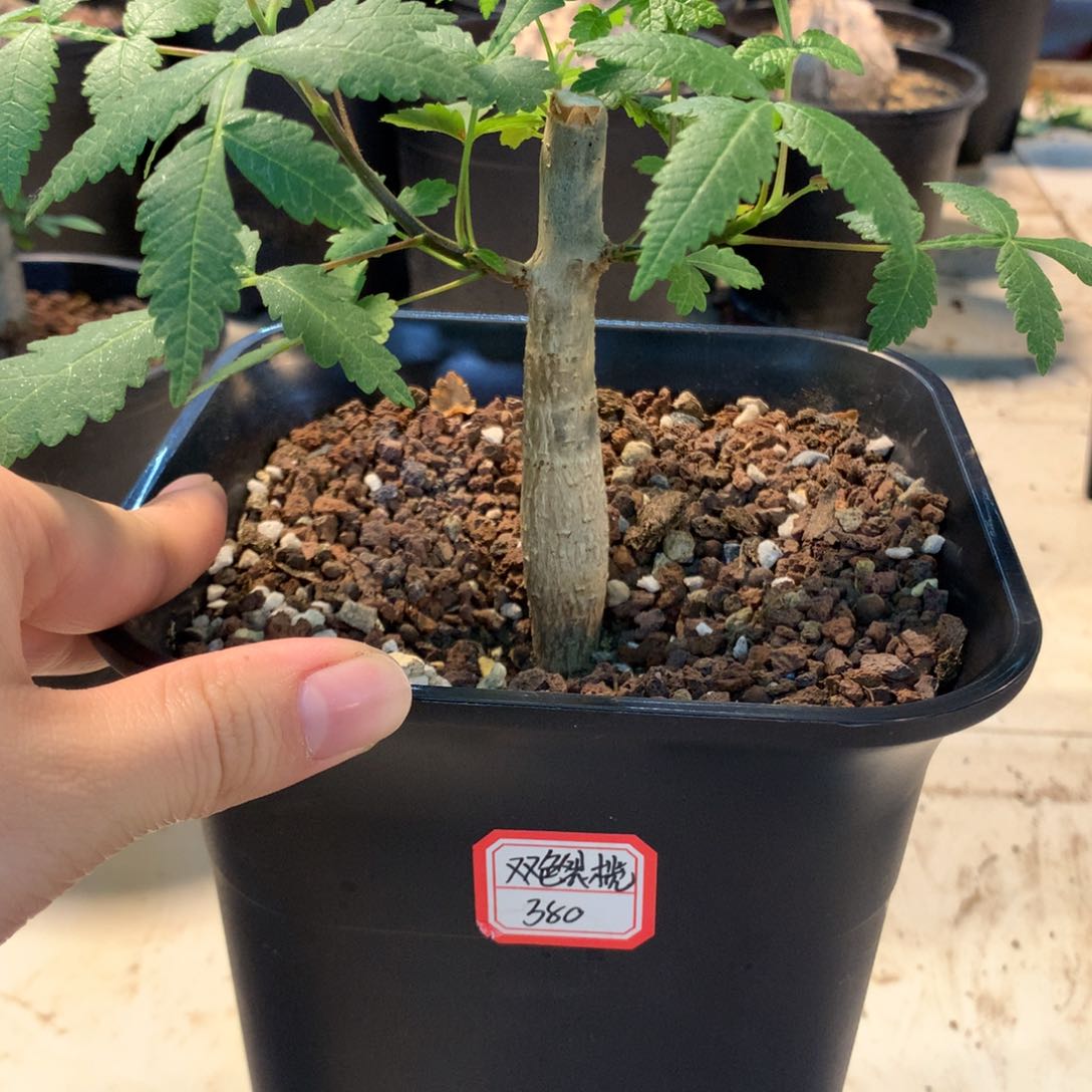 双色裂榄实生中苗