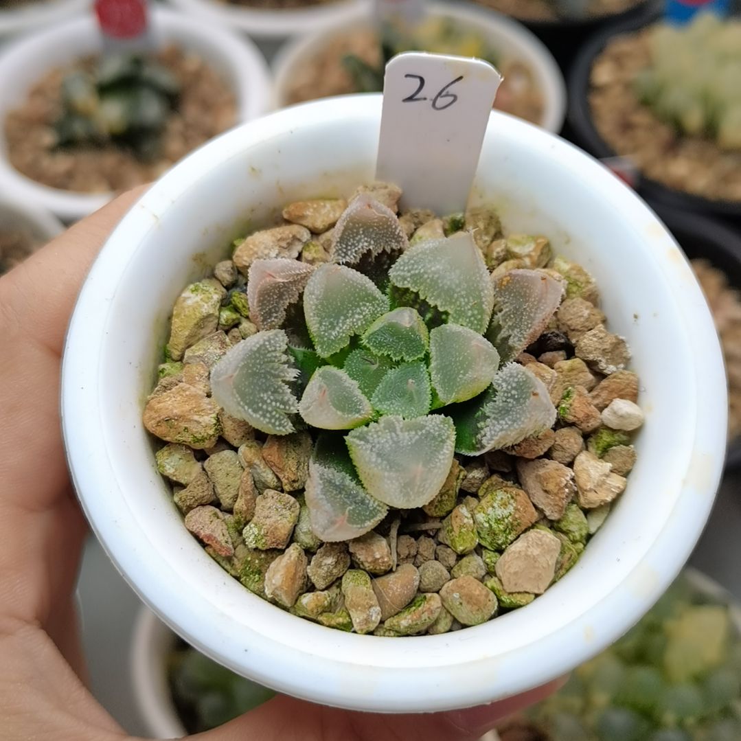 26号全窗白帝城一物一拍带盆土发货