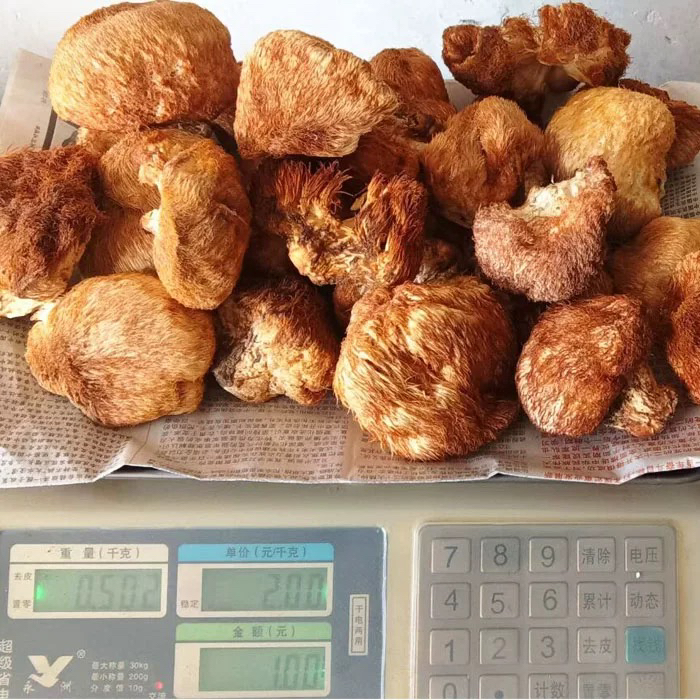 长白山野生猴头菇