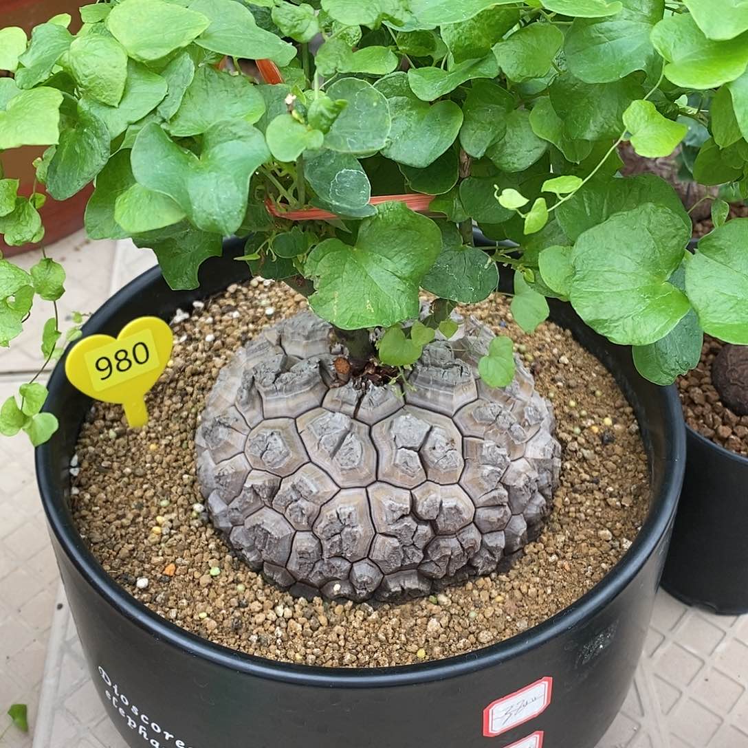 南非龟甲龙龟甲龙