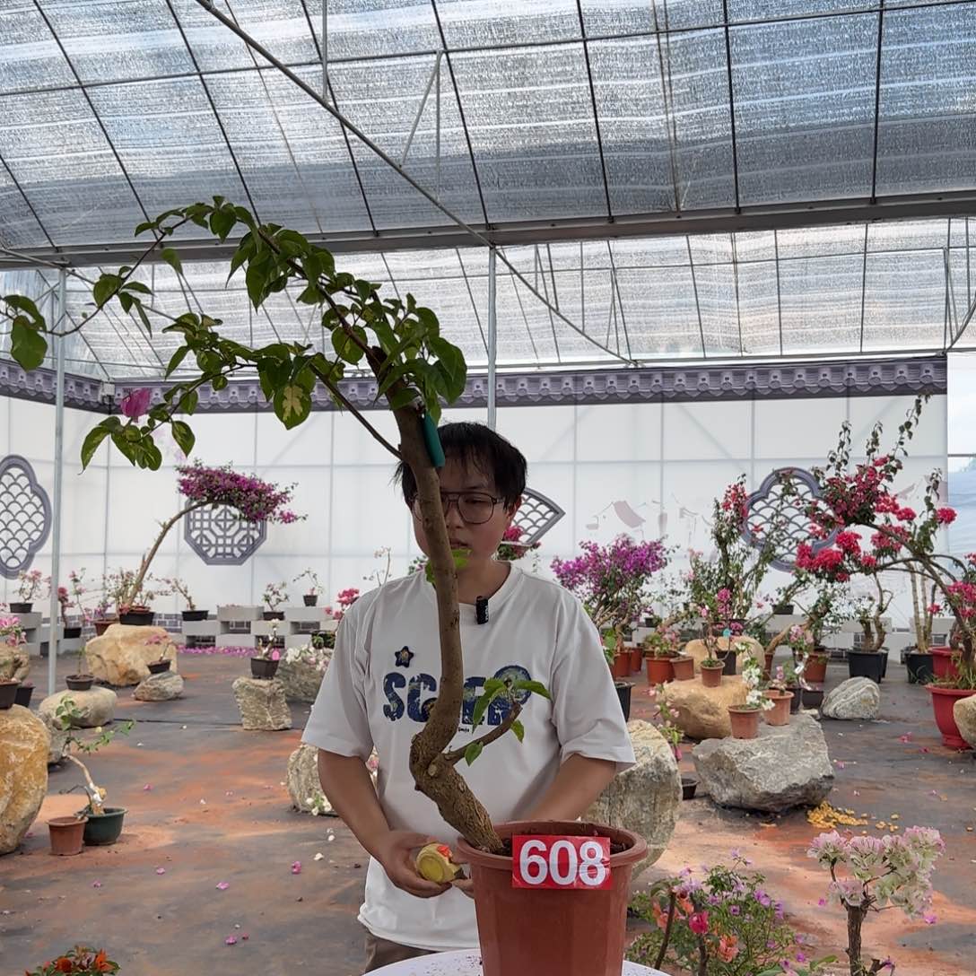 大部分花苞少量开放