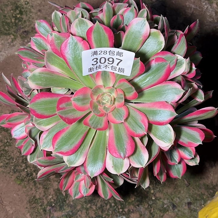 3097粉女郎多肉植物