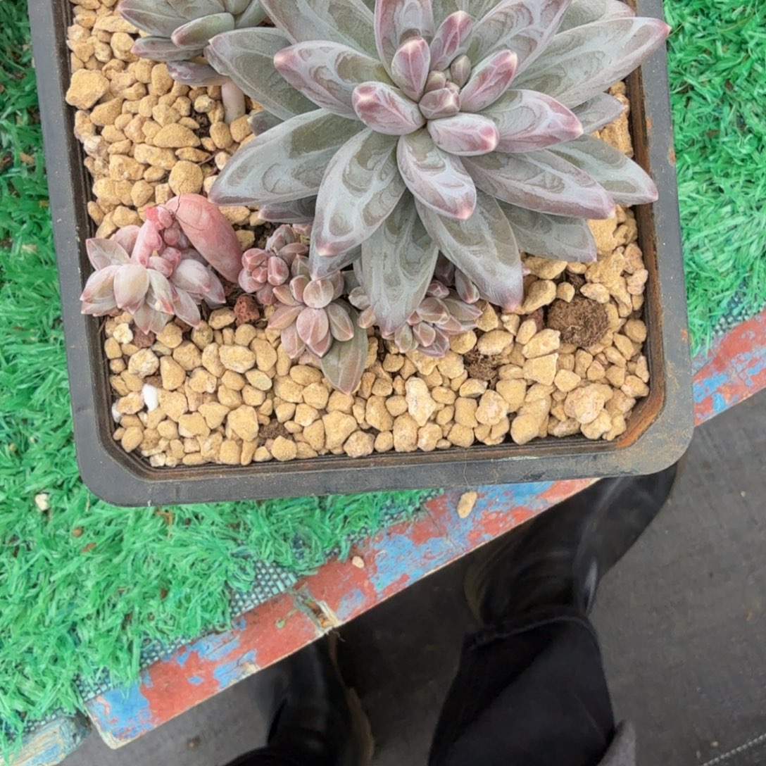 相***美无花朵肉肉肉肉肉肉肉肉肉肉