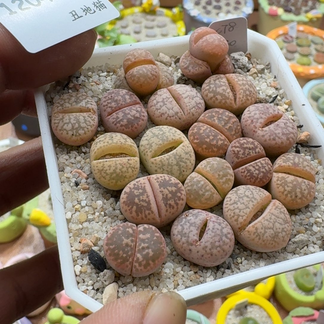 盛***和1204-014源氏玉生石花