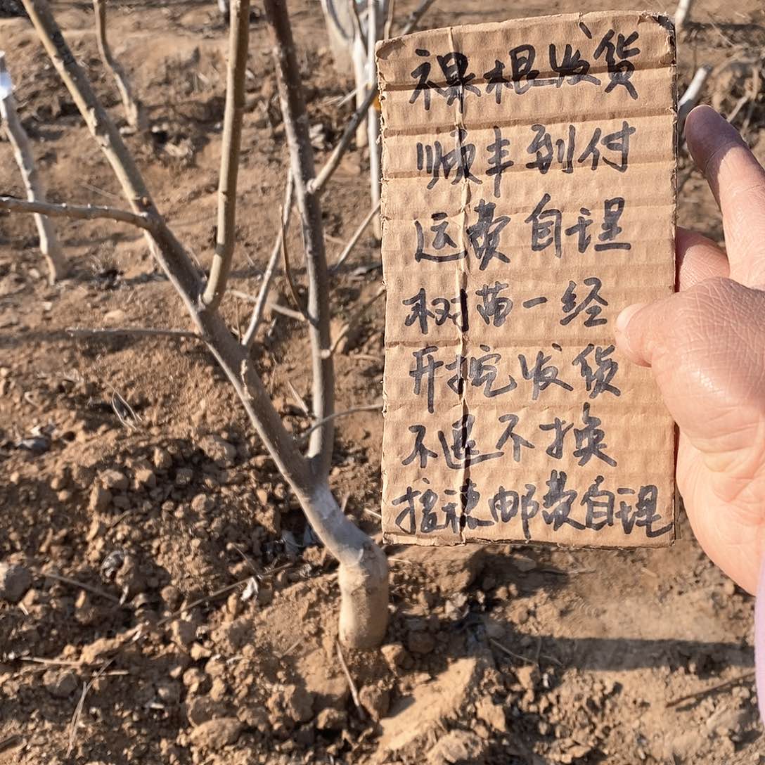 文玩核桃把件苗**泉粗筋