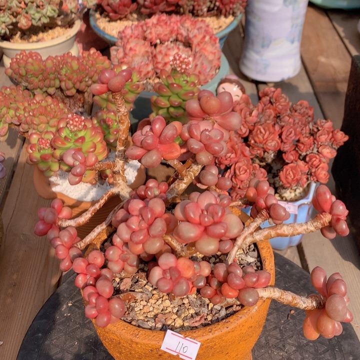 一物一拍脱土洛根发货110